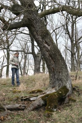 Karlova Ves - rezervace Týřov, 30.3.2009
Dutý jasan na jihozápadním svahu nad Týřovickými skalami, osídlený kovaříkem Limoniscus violaceus. 
Schlüsselwörter: Křivoklátsko Týřov Týřovické skály Limoniscus violaceus Hoffmannová Megapenthes lugens Ischnodes sanguinicollis