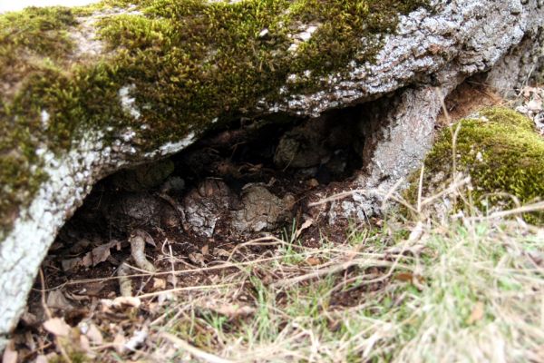 Karlova Ves - rezervace Týřov, 30.3.2009
Dutina jasanu na jihozápadním svahu nad Týřovickými skalami, osídlená kovaříkem Limoniscus violaceus. 
Keywords: Křivoklátsko Týřov Týřovické skály Limoniscus violaceus