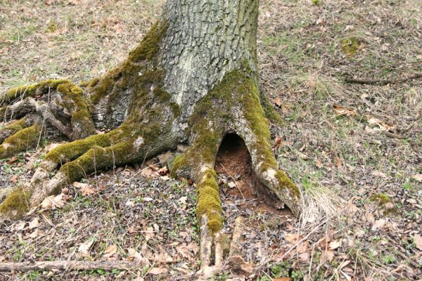 Karlova Ves - rezervace Týřov, 30.3.2009
Dutý jasan na jihozápadním svahu nad Týřovickými skalami. 
Keywords: Křivoklátsko Týřov Týřovické skály Limoniscus violaceus Megapenthes lugens Ischnodes sanguinicollis