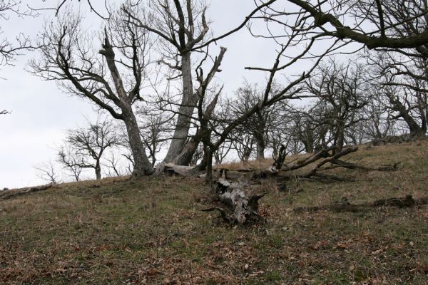 Karlova Ves - rezervace Týřov, 30.3.2009
Lesostepní formace na jihozápadním svahu nad Týřovickými skalami. 
Klíčová slova: Křivoklátsko Týřov Týřovické skály Cardiophorus erichsoni Megapenthes lugens Procraerus tibialis