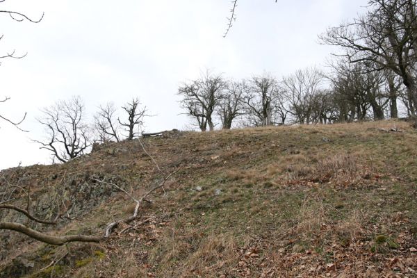 Karlova Ves - rezervace Týřov, 30.3.2009
Lesostepní formace na jihozápadním svahu nad Týřovickými skalami. 
Schlüsselwörter: Křivoklátsko Týřov Týřovické skály Cardiophorus erichsoni