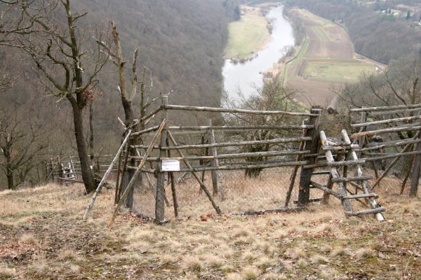 Karlova Ves - rezervace Týřov, 30.3.2009
Lesostepní formace na jihozápadním svahu nad Týřovickými skalami. Dřevěnou ohradou je chráněna část stepi před zvěří. 
Mots-clés: Křivoklátsko Týřov Týřovické skály Berounka Cardiophorus erichsoni