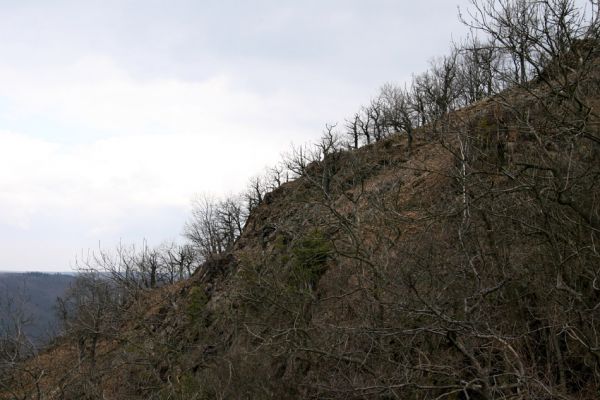 Karlova Ves - rezervace Týřov, 30.3.2009
Lesostepní formace na jihozápadním svahu nad Týřovickými skalami. 
Klíčová slova: Křivoklátsko Týřov Týřovické skály Cardiophorus erichsoni