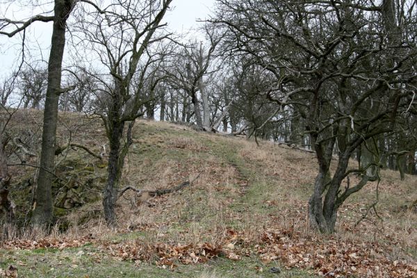 Karlova Ves - rezervace Týřov, 30.3.2009
Lesostepní formace na jihozápadním svahu nad Týřovickými skalami. 
Schlüsselwörter: Křivoklátsko Týřov Týřovické skály Cardiophorus erichsoni Megapenthes lugens