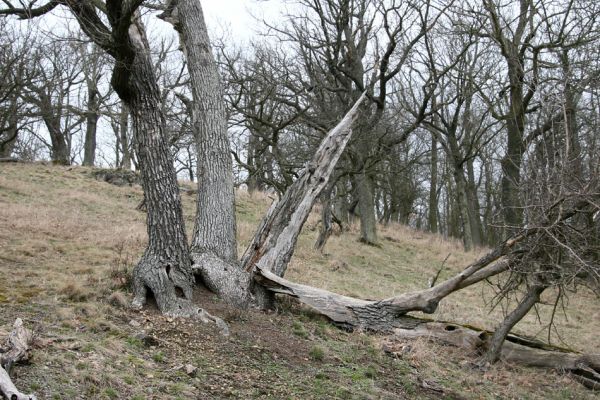 Karlova Ves - rezervace Týřov, 30.3.2009
Lesostepní formace na jihozápadním svahu nad Týřovickými skalami. Někdy se v dutinách stromů zabydlí mravenci.
Mots-clés: Křivoklátsko Týřov Týřovické skály