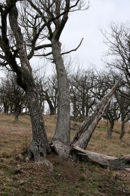 Karlova Ves - rezervace Týřov, 30.3.2009
Lesostepní formace na jihozápadním svahu nad Týřovickými skalami - mraveniště.
Klíčová slova: Křivoklátsko Týřov Týřovické skály Cardiophorus erichsoni