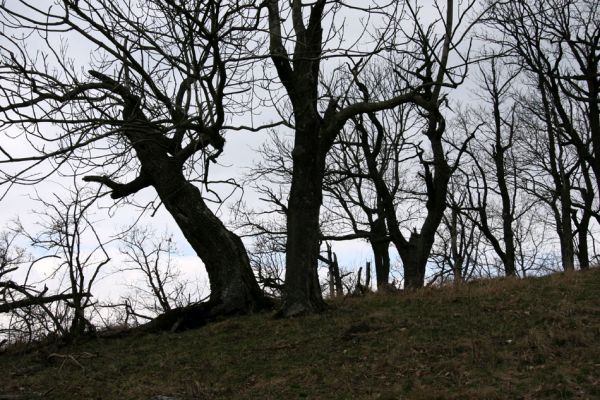 Karlova Ves - rezervace Týřov, 30.3.2009
Jasany na hřbetu nad Týřovickými skalami. 
Mots-clés: Křivoklátsko Týřov Týřovické skály Limoniscus violaceus Megapenthes lugens Ischnodes sanguinicollis