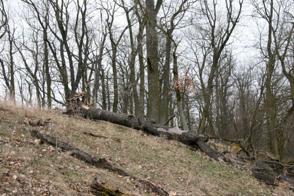 Karlova Ves - rezervace Týřov, 30.3.2009
Lesostepní formace na hřbetu nad Týřovickými skalami. 
Keywords: Křivoklátsko Týřov Týřovické skály