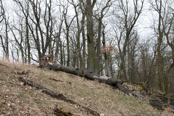 Karlova Ves - rezervace Týřov, 30.3.2009
Lesostepní formace na hřbetu nad Týřovickými skalami. 
Keywords: Křivoklátsko Týřov Týřovické skály