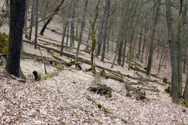 Karlova Ves - rezervace Týřov, 30.3.2009
Suťový les na jihozápadním svahu nad Týřovickými skalami. 
Keywords: Křivoklátsko Týřov Týřovické skály Ampedus rufipennis