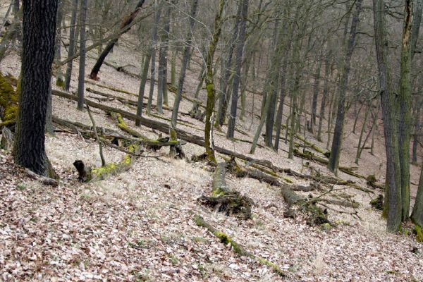 Karlova Ves - rezervace Týřov, 30.3.2009
Suťový les na jihozápadním svahu nad Týřovickými skalami. 
Klíčová slova: Křivoklátsko Týřov Týřovické skály Ampedus rufipennis