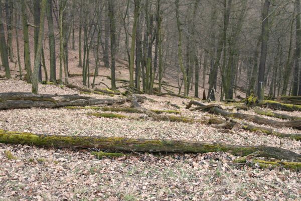 Karlova Ves - rezervace Týřov, 30.3.2009
Suťový les na jihozápadním svahu nad Týřovickými skalami. 
Klíčová slova: Křivoklátsko Týřov Týřovické skály Ampedus rufipennis