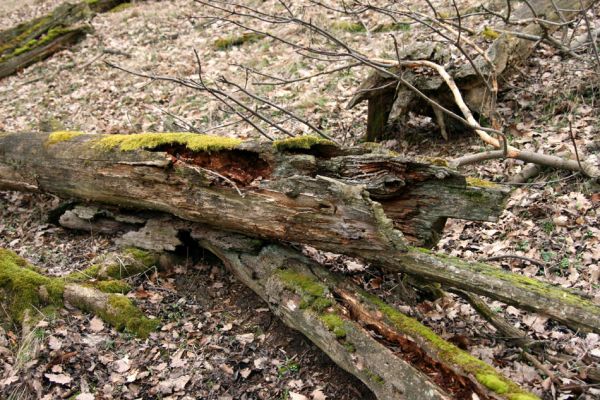 Karlova Ves - rezervace Týřov, 30.3.2009
Suťový les na hřbetu nad Týřovickými skalami. 
Keywords: Křivoklátsko Týřov Týřovické skály Ampedus praeustus