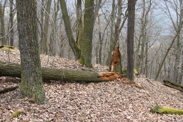 Karlova Ves - rezervace Týřov, 30.3.2009
Suťový les na hřbetu nad Týřovickými skalami. 
Keywords: Křivoklátsko Týřov Týřovické skály