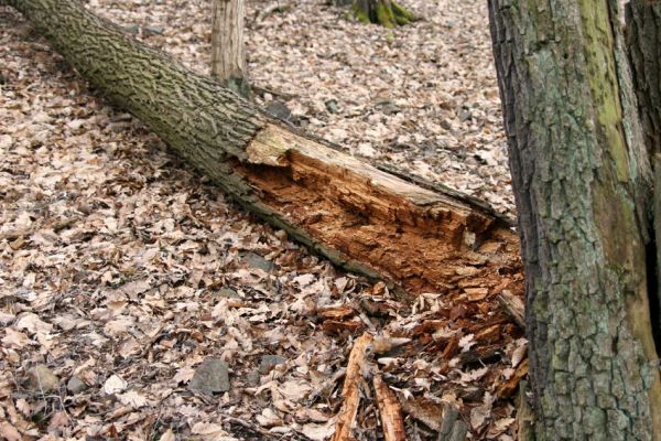 Karlova Ves - rezervace Týřov, 30.3.2009
Suťový les na hřbetu nad Týřovickými skalami. 
Klíčová slova: Křivoklátsko Týřov Týřovické skály