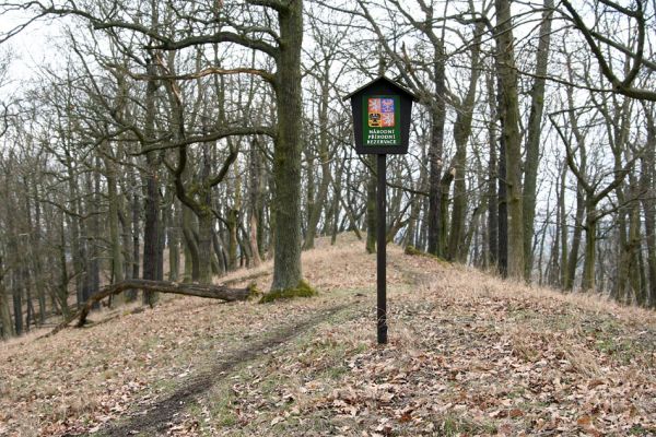 Karlova Ves - rezervace Týřov, 30.3.2009
Chodníček na vyhlídku nad Týřovickými skalami. 
Klíčová slova: Křivoklátsko Týřov Týřovické skály