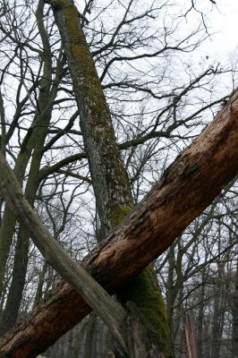 Karlova Ves - rezervace Týřov, 30.3.2009
Suťový les na hřbetu nad Týřovickými skalami. 
Klíčová slova: Křivoklátsko Týřov Týřovické skály