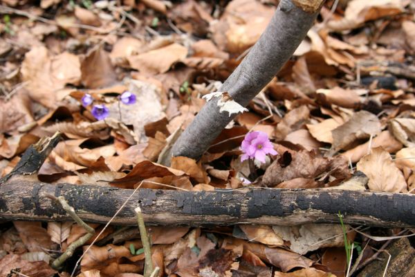 Karlova Ves - rezervace Týřov, 30.3.2009
První poslové jara v suťovém lese na hřbetu nad Týřovickými skalami. Jaterník trojlaločný (Hepatica nobilis) 
Keywords: Křivoklátsko Týřov Týřovické skály Jaterník trojlaločný Hepatica nobilis