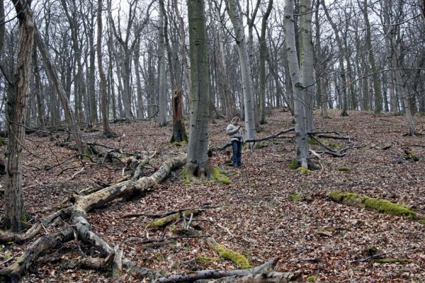 Karlova Ves - rezervace Týřov, 30.3.2009
Suťový les na severním svahu Týřovických skal. 
Mots-clés: Křivoklátsko Týřov Týřovické skály Hoffmannová