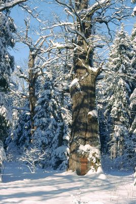 Petrovice nad Orlicí, rezervace U Houkvice, leden 2002
Největší z východočeských dubů. V metru nad zemí má obvod kmene 11,40cm. V dutině jeho kmene, která je tři metry nad zemí, se vedle sebe pohodlně natáhnou dva dospělí lidé. Biotop páchníka hnědého a kovaříků Elater ferrugineus, Cardiophorus gramineus a Procraerus tibialis. 
Keywords: Týniště nad Orlicí Petrovice U Houkvice Elater ferrugineus Cardiophorus gramineus Osmoderma barnabita