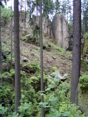 Suchý Důl, 22.6.2004
Broumovské stěny - U Svatého Václava.
Klíčová slova: Suchý Důl Broumovské stěny U Svatého Václava Ampedus karpathicus
