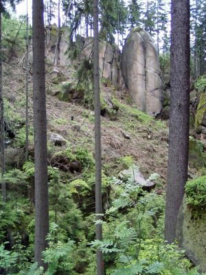 Suchý Důl, 22.6.2004
Broumovské stěny - U Svatého Václava.
Schlüsselwörter: Suchý Důl Broumovské stěny U Svatého Václava Ampedus karpathicus