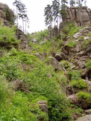 Suchý Důl, 22.6.2004
Broumovské stěny - U Svatého Václava.
Klíčová slova: Suchý Důl Broumovské stěny U Svatého Václava Ampedus karpathicus