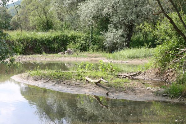 Ubľa, 17.6.2011
Bahnité náplavy Ublianky.


Mots-clés: Ubľa řeka Ublianka