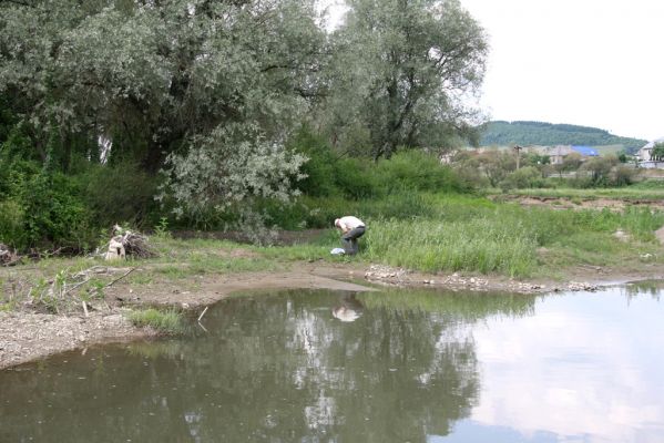 Ubľa, 17.6.2011
Bahnité náplavy Ublianky - biotop kovaříka Oedostethus tenuicornis.



Klíčová slova: Ubľa řeka Ublianka Oedostethus tenuicornis Petr Brůha