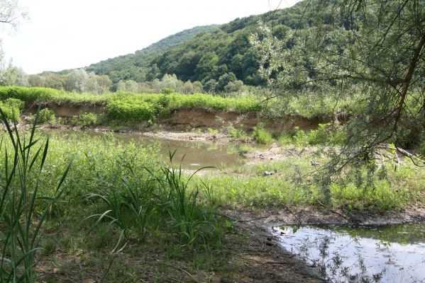 Ubľa, 17.6.2011
Meandry Ublianky.



Mots-clés: Ubľa řeka Ublianka Oedostethus tenuicornis