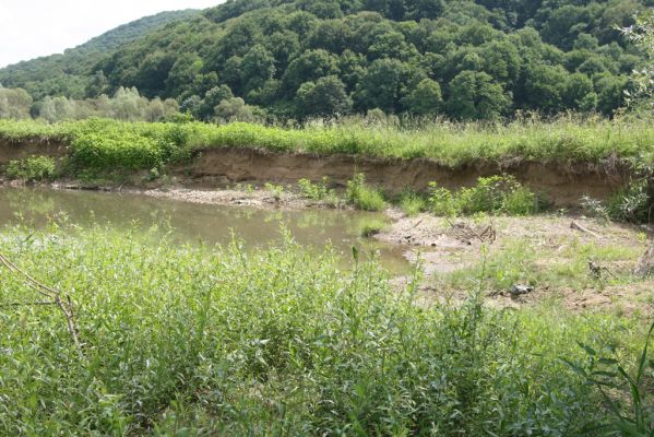 Ubľa, 17.6.2011
Meandry Ublianky.



Mots-clés: Ubľa řeka Ublianka Oedostethus tenuicornis