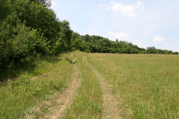 Ubľa, 17.6.2011
Východní svah vrchu Polom. Louka nad obcí.


Klíčová slova: Ubľa Polom Athous gottwaldi mollis