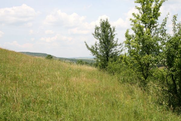 Ubľa, 17.6.2011
Východní svah vrchu Polom. Louka nad obcí.



Keywords: Ubľa Polom Athous gottwaldi mollis