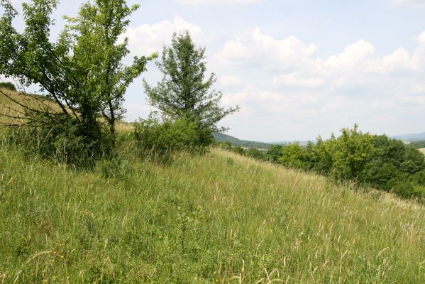 Ubľa, 17.6.2011
Východní svah vrchu Polom. Louka nad obcí.



Keywords: Ubľa Polom Athous gottwaldi mollis