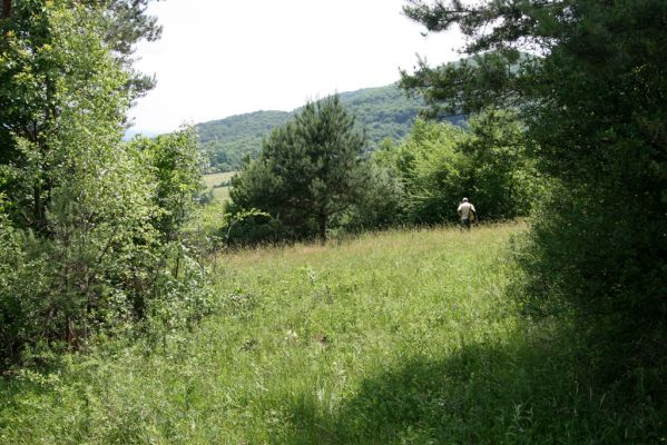 Ubľa, 17.6.2011
Východní svah vrchu Polom. Louka nad obcí.


Keywords: Ubľa Polom Athous gottwaldi mollis