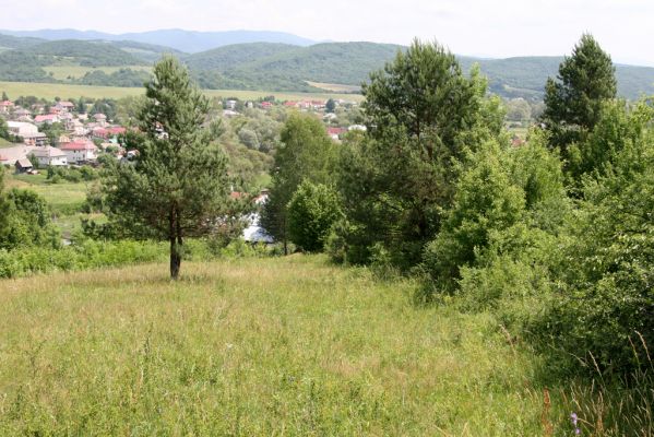 Ubľa, 17.6.2011
Východní svah vrchu Polom. Louka nad obcí.



Keywords: Ubľa Polom Athous gottwaldi mollis