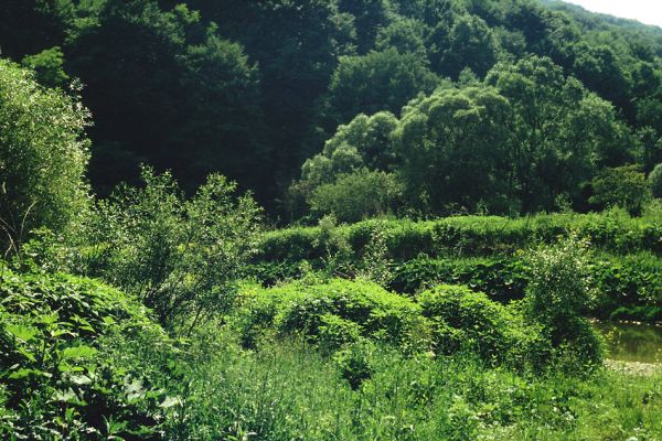 Ubľa, řeka Ublianka, 22.6.1991
Meandr řeky na jihovýchodním okraji obce. Bujná vegetace na štěrkových březích - biotop kovaříka Betarmon bisbimaculatus
Keywords: Ubľa Ublianka Betarmon bisbimaculatus