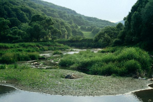 Ubľa, řeka Ublianka, 22.6.1991
Meandr řeky na jihovýchodním okraji obce. Štěrkové a bahnité břehy - biotop kovaříka Oedostethus tenuicornis
Schlüsselwörter: Ubľa Ublianka Oedostethus tenuicornis