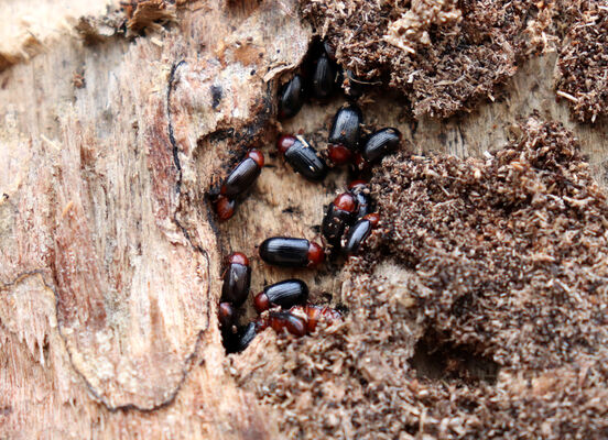 Trusnov, Opočno, 12.1.2023
Meandry Loučné. Potemníci Neomida haemorrhoidalis, zimující v trouchnivém dřevě pod starým chorošem.
Schlüsselwörter: Opočno meandry Loučné