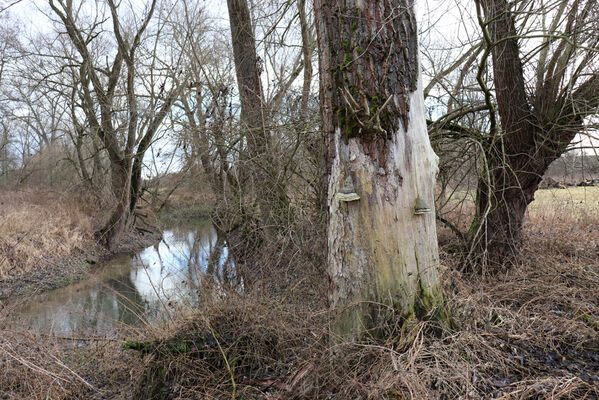 Trusnov, Opočno, 12.1.2023
Meandry Loučné. Topol s choroši - biotop potemníků Neomida haemorrhoidalis.
Mots-clés: Opočno meandry Loučné