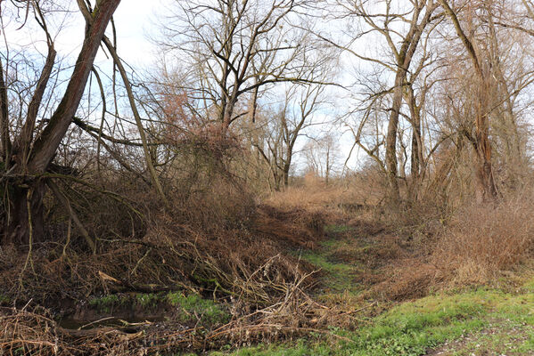 Trusnov, Opočno, 12.1.2023
Meandry Loučné.
Schlüsselwörter: Opočno meandry Loučné