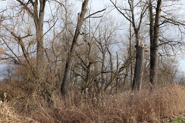 Trusnov, Opočno, 12.1.2023
Meandry Loučné.
Schlüsselwörter: Opočno meandry Loučné