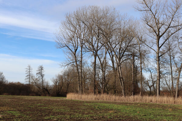 Trusnov, Opočno, 12.1.2023
Meandry Loučné.
Klíčová slova: Opočno meandry Loučné