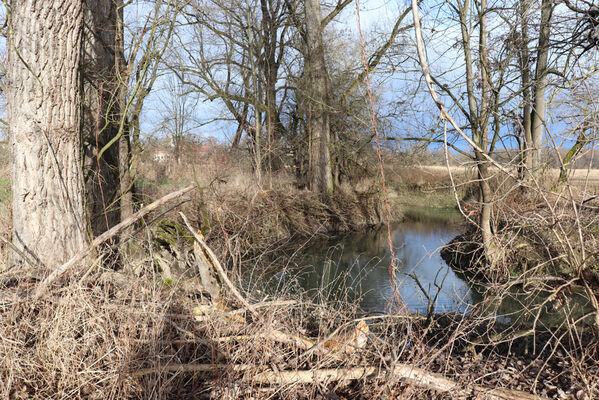 Trusnov, Opočno, 12.1.2023
Meandry Loučné.
Schlüsselwörter: Opočno meandry Loučné