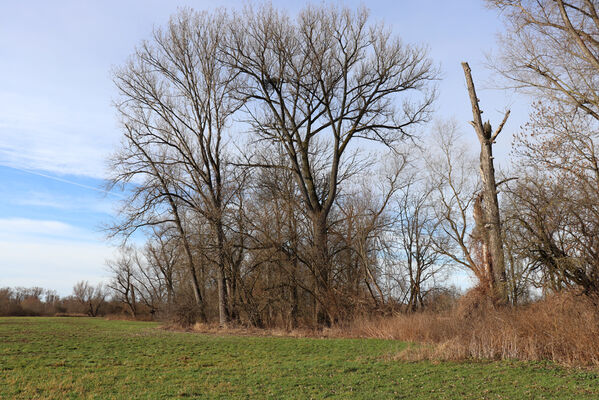 Trusnov, Opočno, 12.1.2023
Meandry Loučné.
Schlüsselwörter: Opočno meandry Loučné