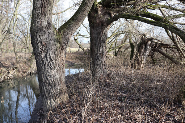 Trusnov, Opočno, 12.1.2023
Meandry Loučné.
Mots-clés: Opočno meandry Loučné