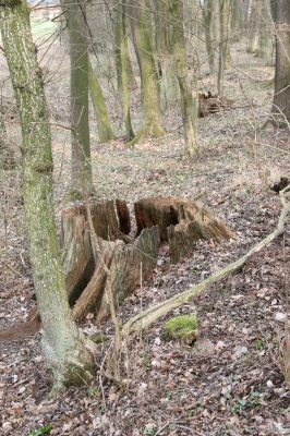 Uhersko, 4.4.2012
PR Bažantnice u Uherska.



Klíčová slova: Uhersko PR Bažantnice u Uherska