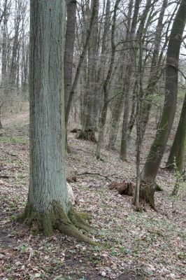 Uhersko, 4.4.2012
PR Bažantnice u Uherska.



Klíčová slova: Uhersko PR Bažantnice u Uherska