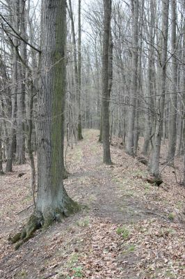 Uhersko, 4.4.2012
PR Bažantnice u Uherska.



Klíčová slova: Uhersko PR Bažantnice u Uherska