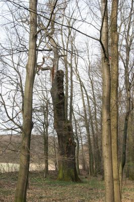 Uhersko, 4.4.2012
PR Bažantnice u Uherska - poslední mohykán.



Klíčová slova: Uhersko PR Bažantnice u Uherska